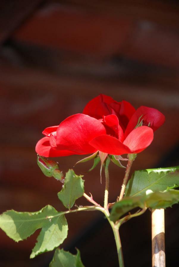 Bed and Breakfast La Cascina Aglie Экстерьер фото